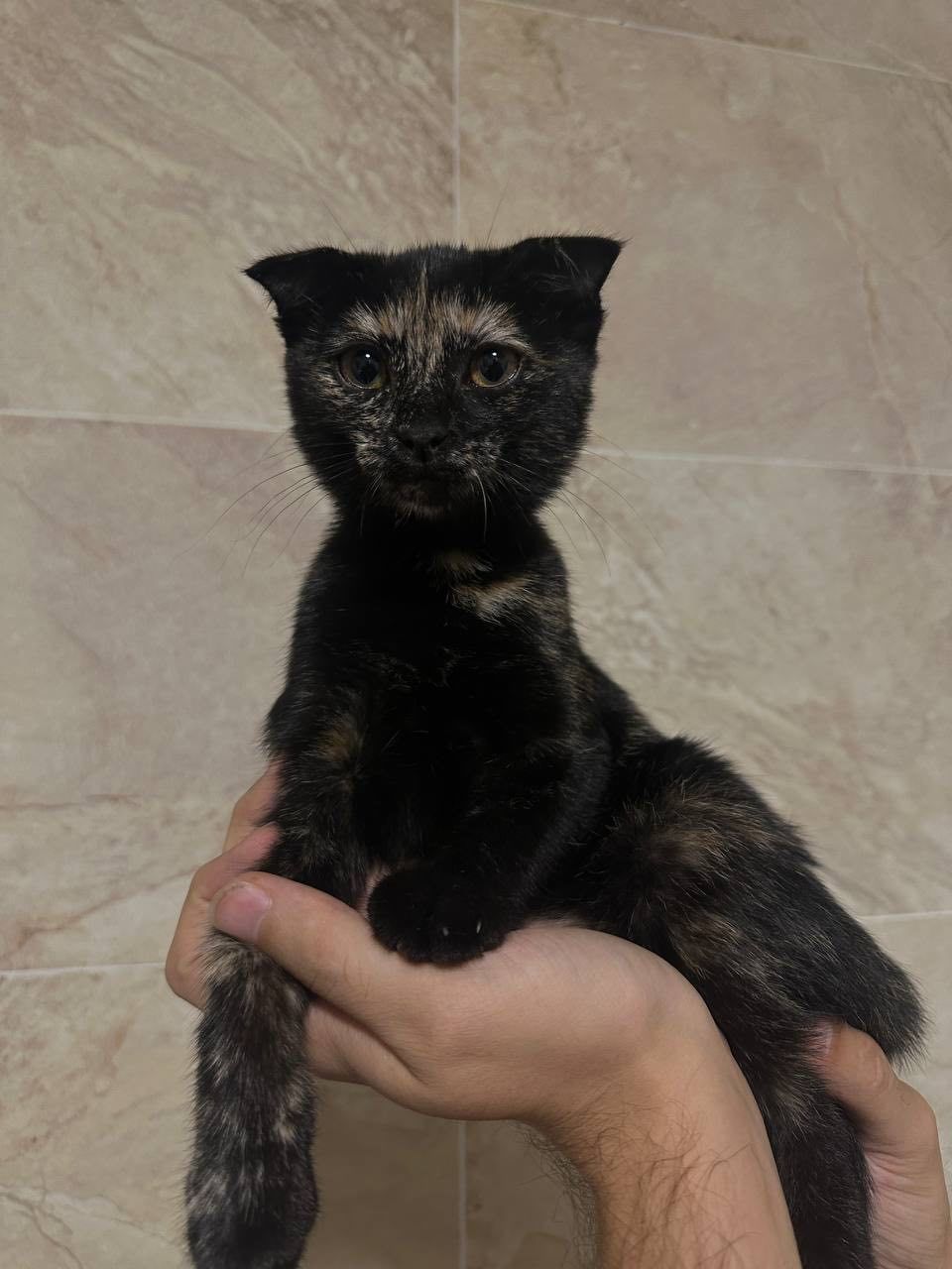 Отдадим бесплатно вислоухого  котенка