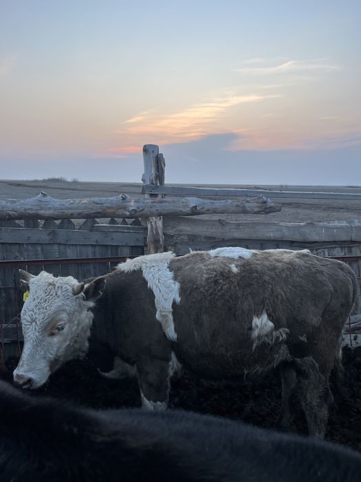 Продается 10 голов бычки
