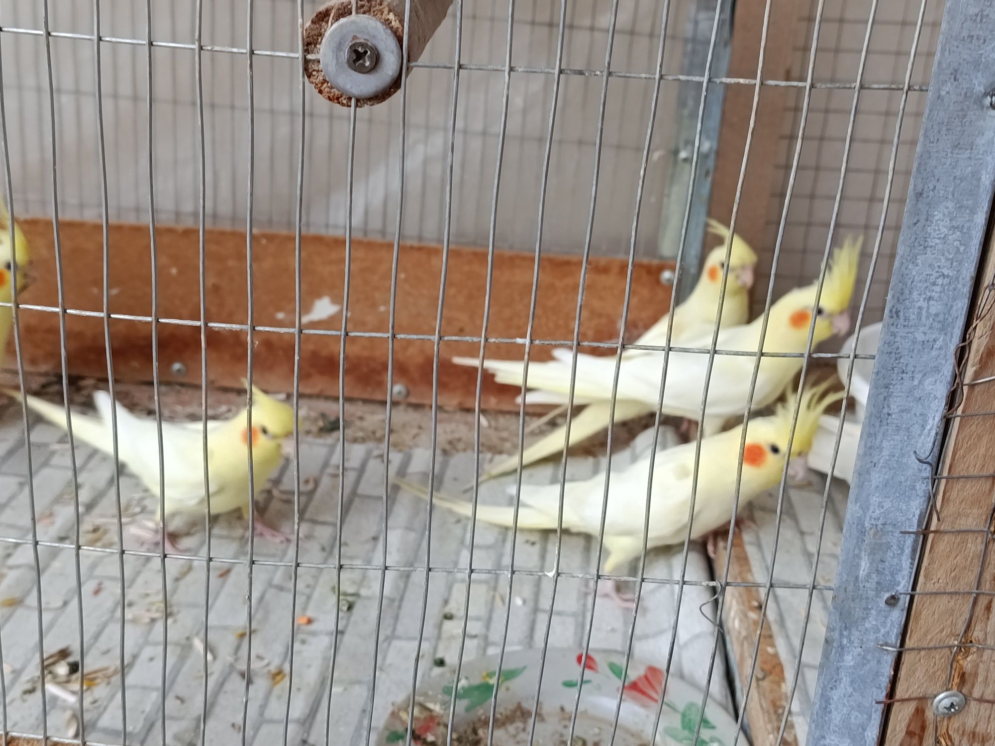 6 ta papugay karella qafas sotiladi billa