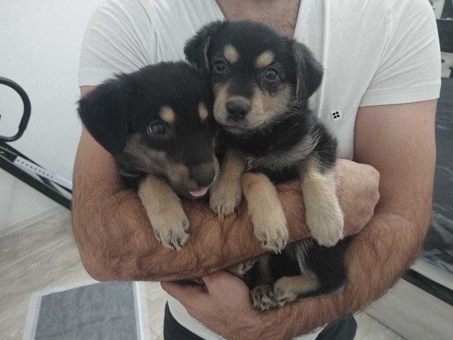 Щенки в хорошие руки