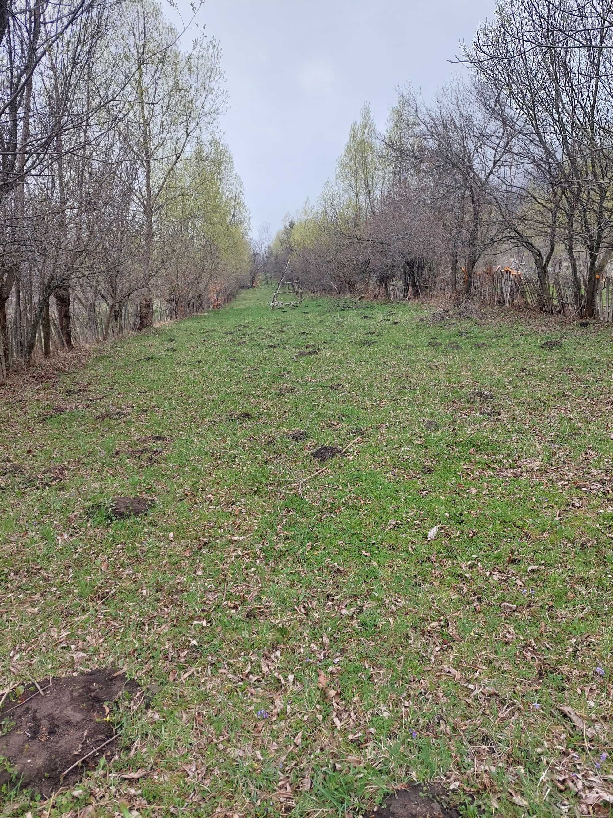 Teren Valea Doftanei 3750mp