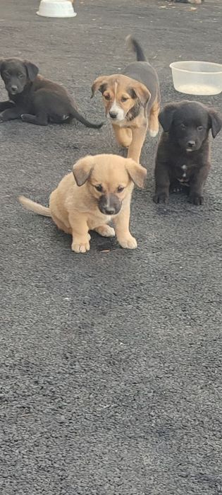 Бесплатно щенки!