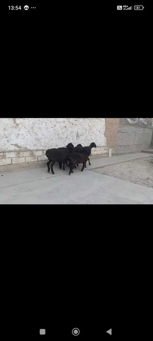 Куй кузилар 2талик тугадиган