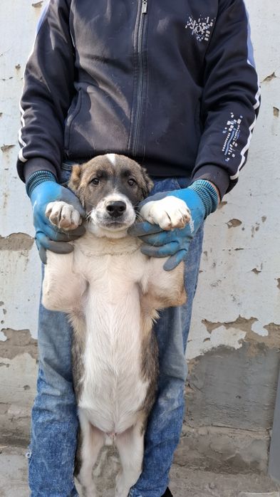 Щенки алабай мальчики