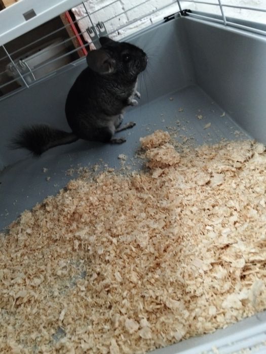 Șinșila, cu tot cu cusca