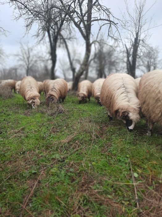 Vand Oi breze puternice dezvoltate, l
