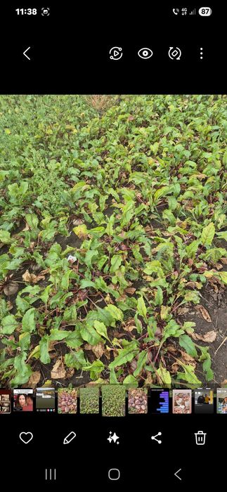 Sfecla rosie rotunda