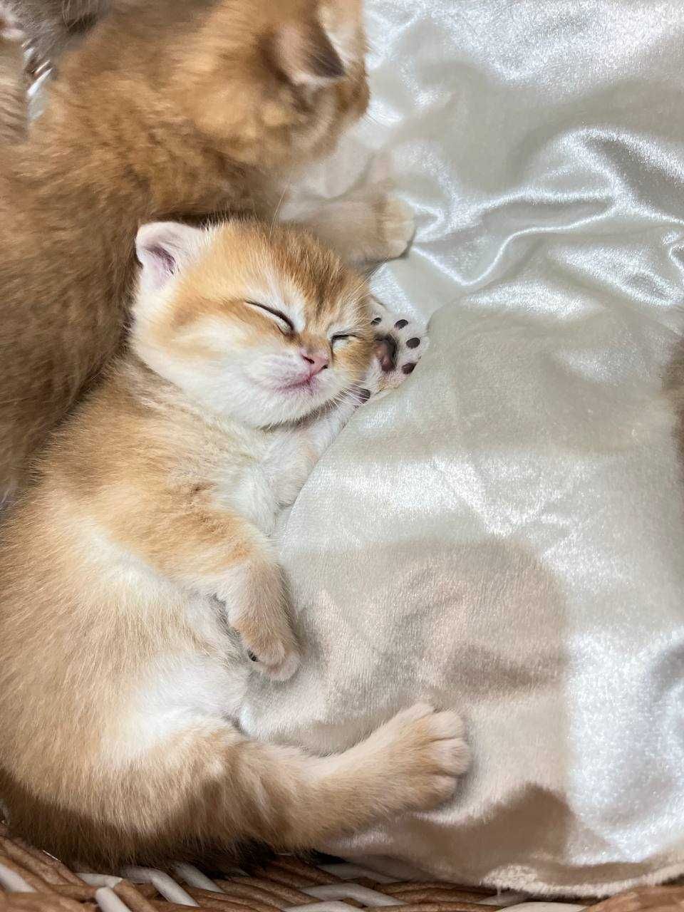 Шотландские фолд котята