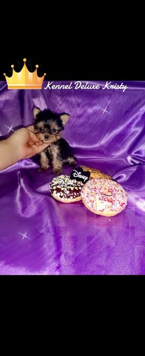 Йоркширски териер мини ЖЕНСКИ