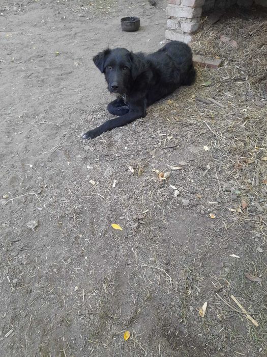 Ofer spre adopție două cățelușe zglobii