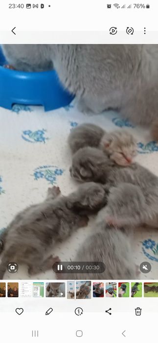 Вислоухивый кошка