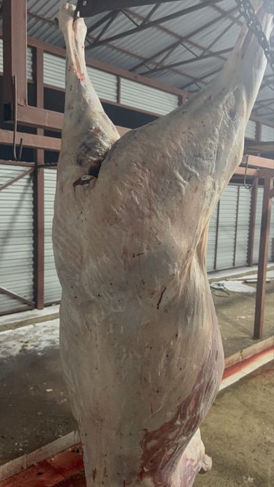 Продам тай согым ургашы