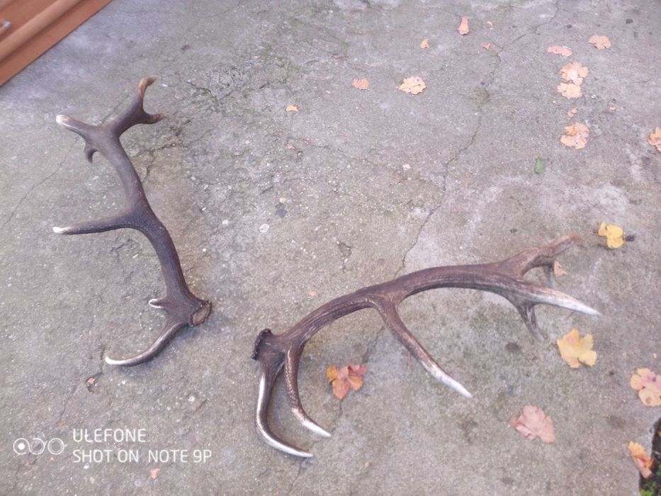 Еленови рога чифт от Средна гора