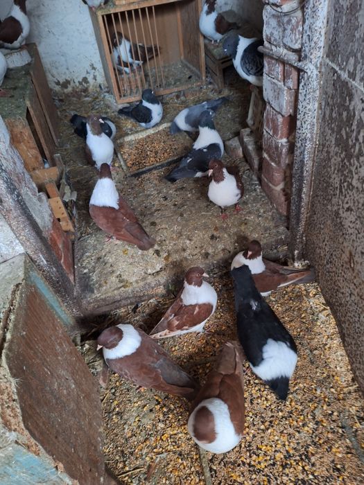 Vand porumbei strasseri.kingi voltati