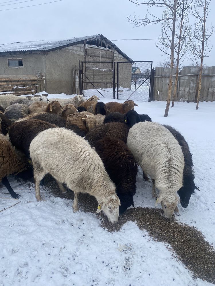 СРОЧНО!Продам дом село Сычевка