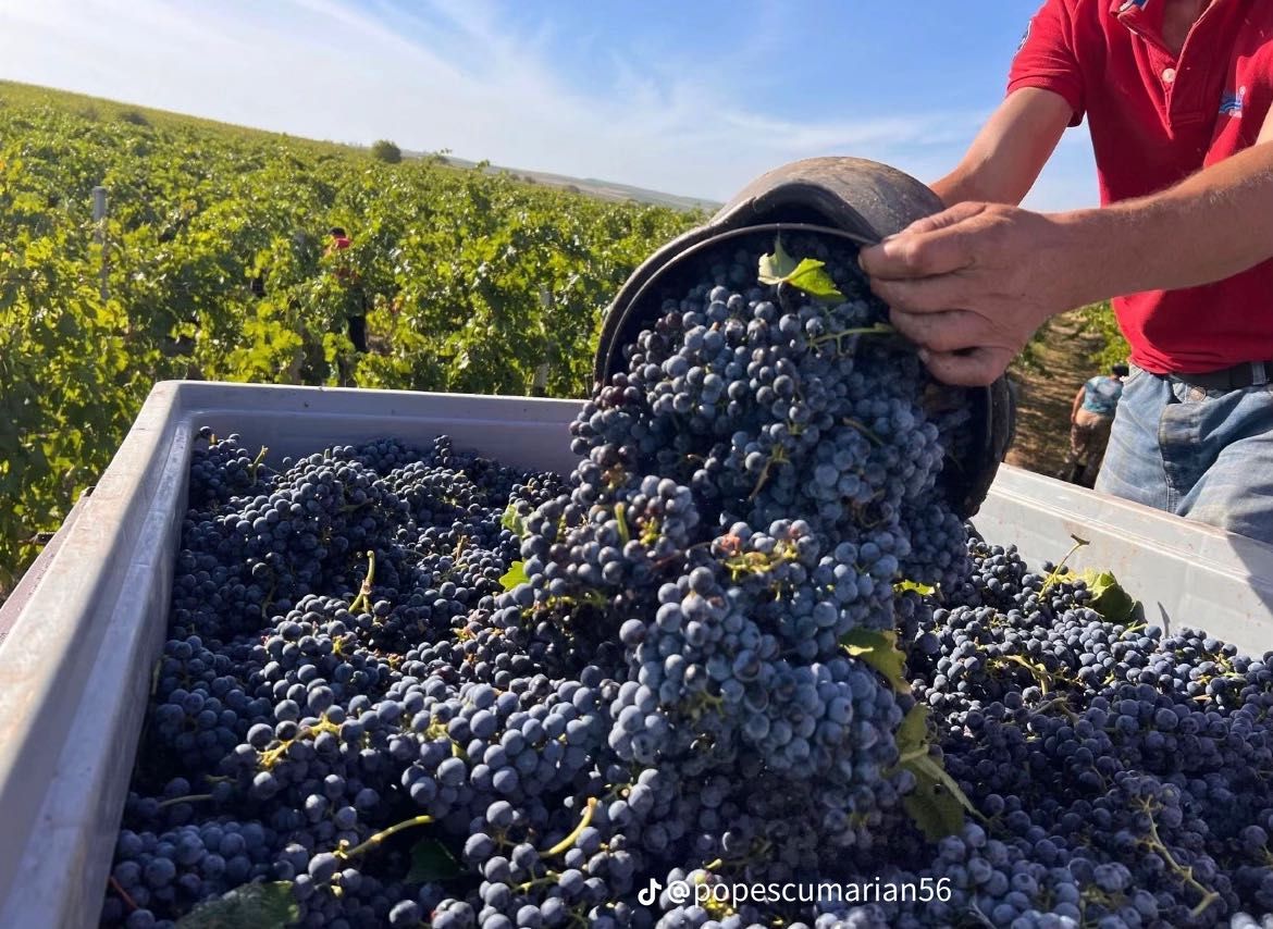 Struguri de vin  din Vrancea