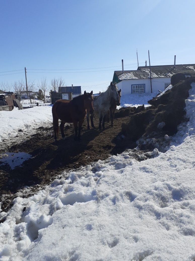 Кобылы,тай ,кобыла жеребая