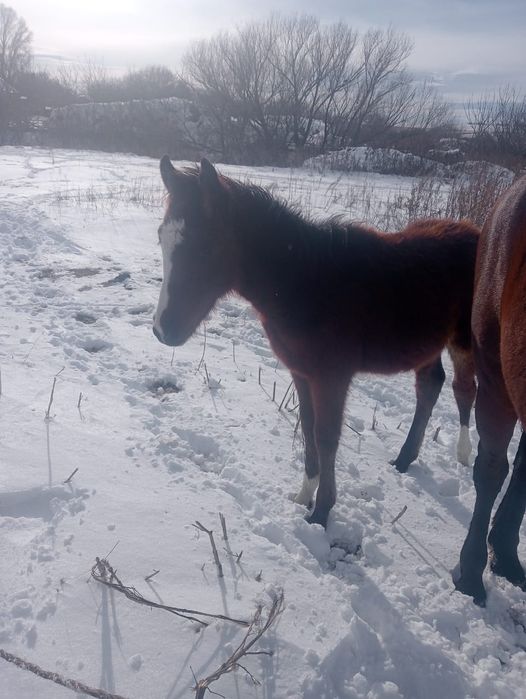 Продам жеребёнка, на доращивание.