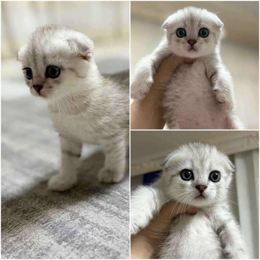 Котята мушук боласи