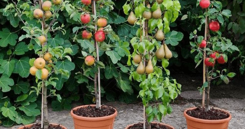 Pomi fructiferi superb