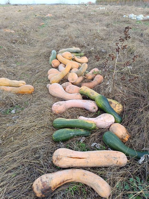 Тикви за животни