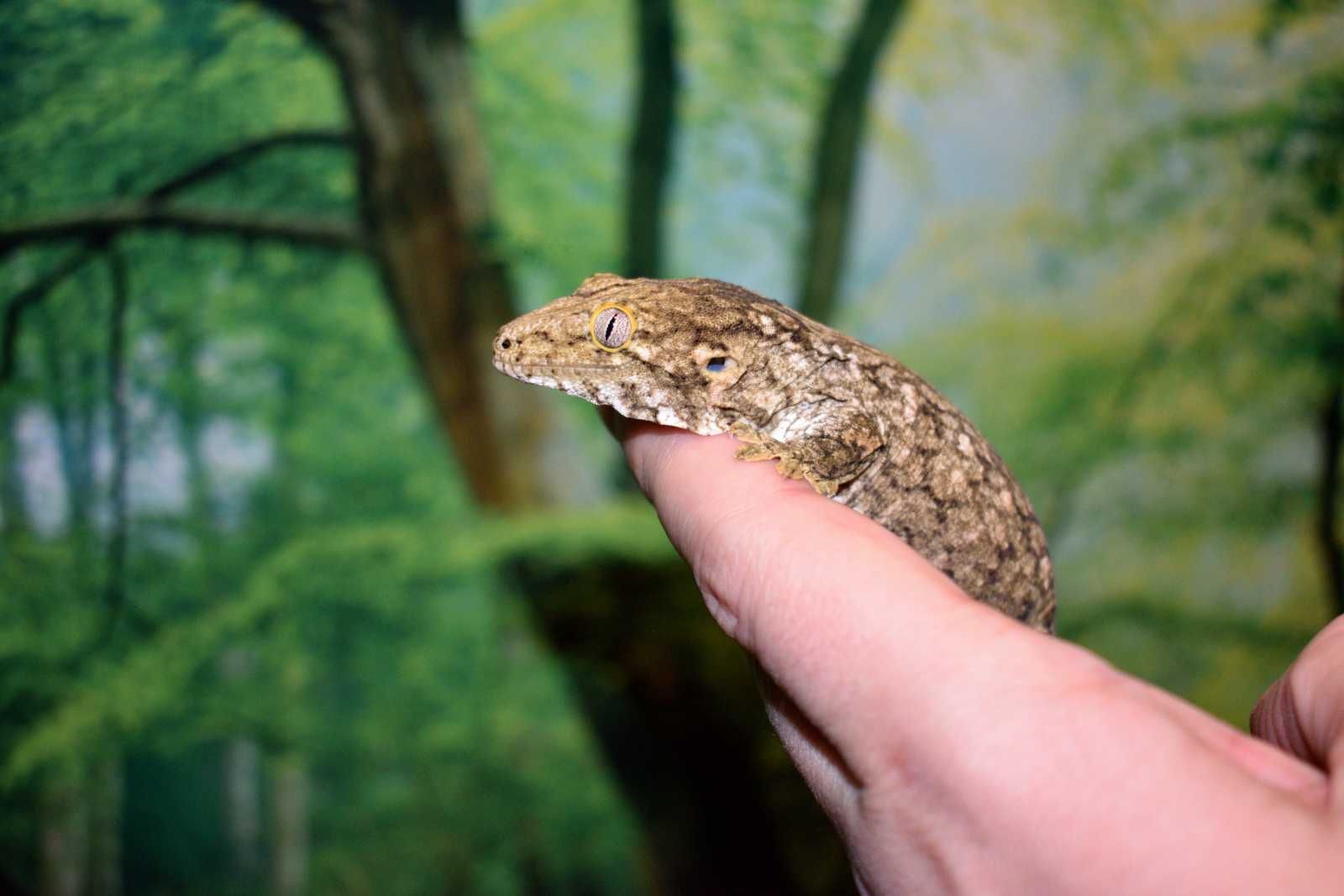 Leachianus gecko (Rhacodactylus leachianus, giant gecko)