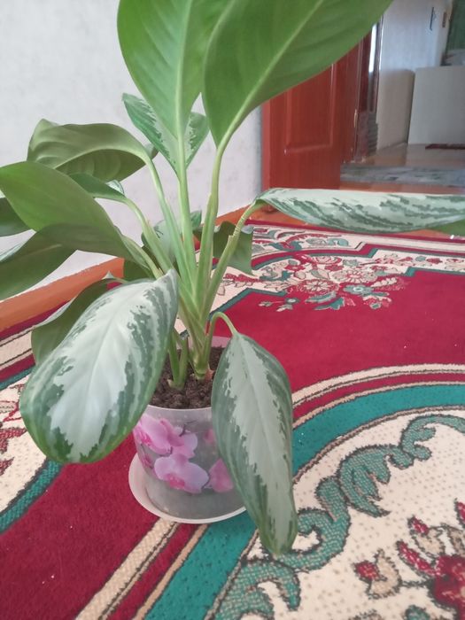 Продаются Цветы.