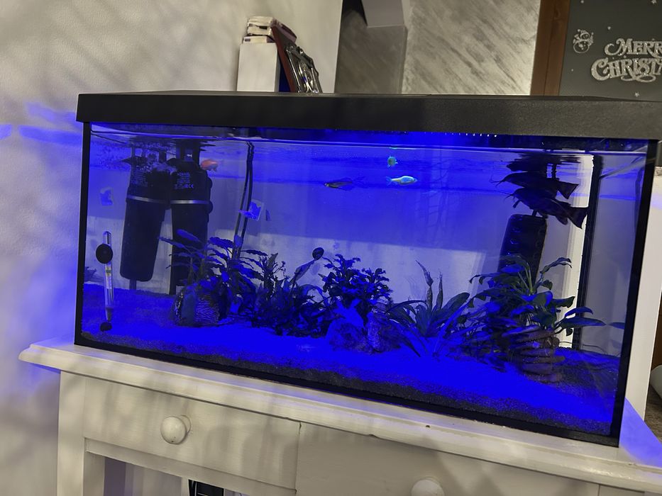Acvariu complet 54L cu pesti, plante si accesorii gata de utilizare