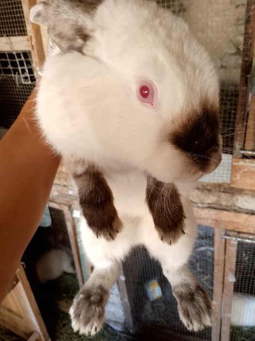 Kaliforniya zotli quyon