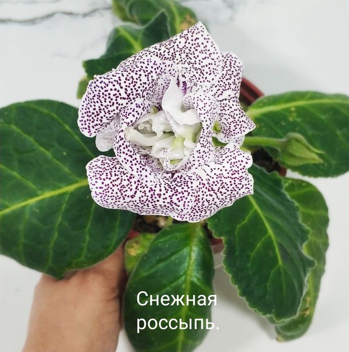 Цветущие глоксинии.