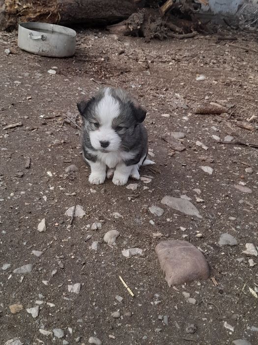 Donez catei rasa comuna