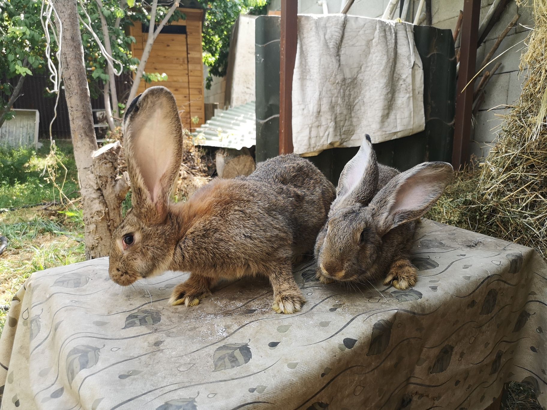 Продам Кроликов породистых Цена договорная