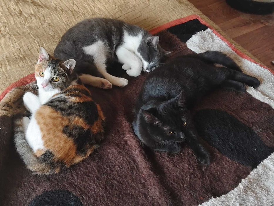 Отдам котят в добрые руки