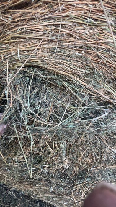 Vand baloții lucerna