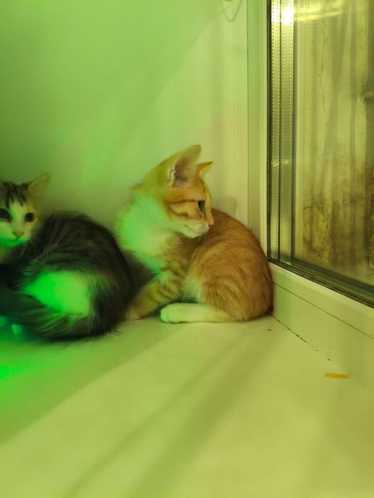 Отдам котят в добрые руки