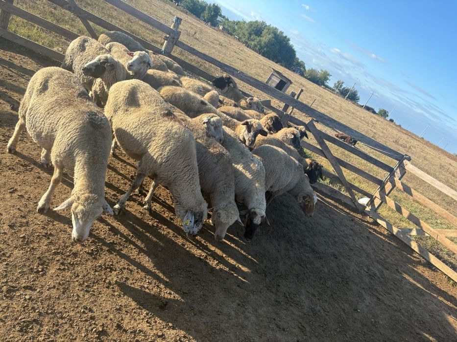 Oi de vanzare IALOMITA