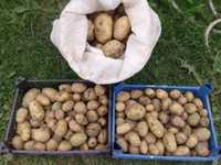 Продам картошку семенную Алтайскую