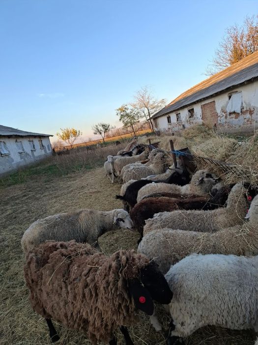 Oi, capre, cirlani, iezi de vanzare