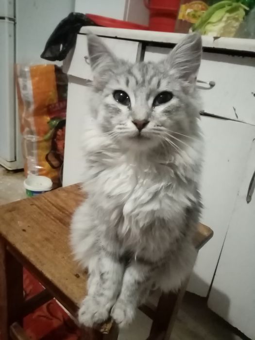 Отдам в добрые руки кошечку маленькую