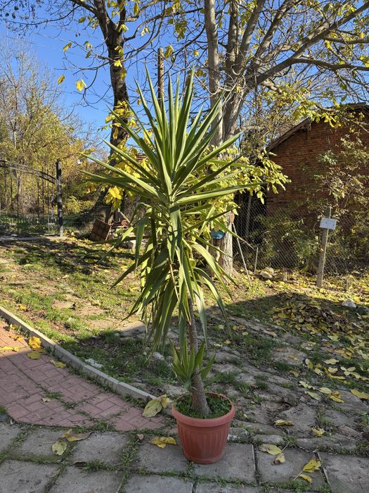 Продажба на Палми! Цена по договаряне!