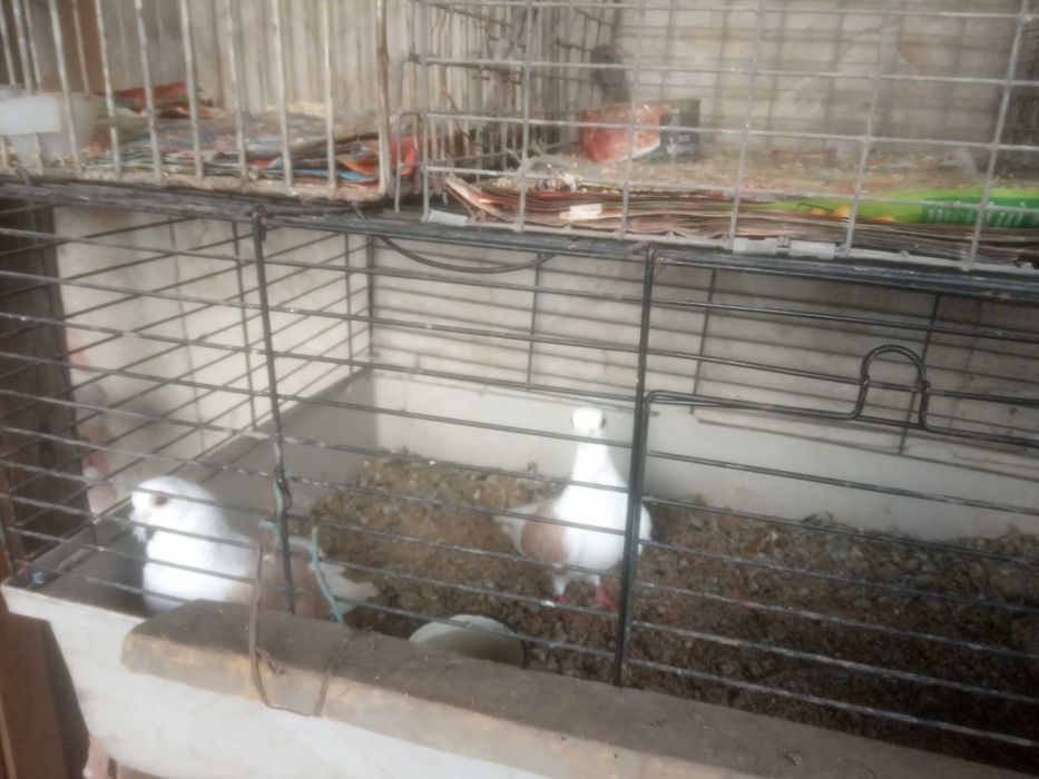 Продавам чифт кабаци