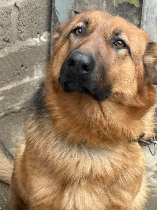 Продается собака. Порода Овчарка