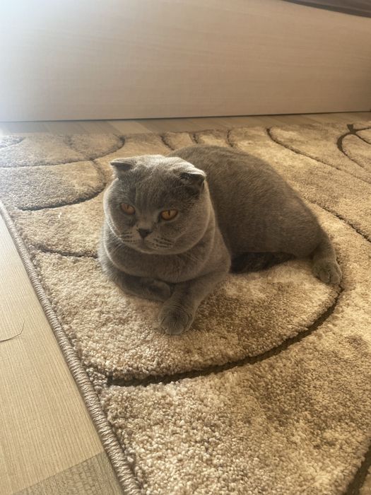 Британска късокосместа