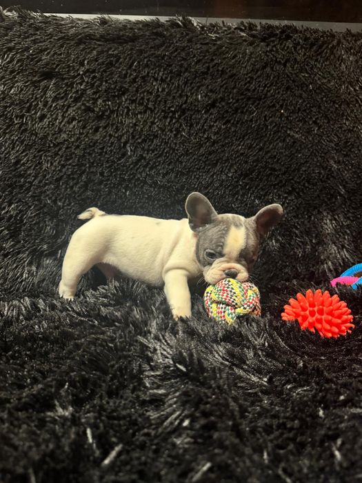 Bulldog Francez Blue Pied