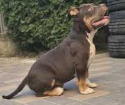 Vând American Bully Pocket cu pedigree