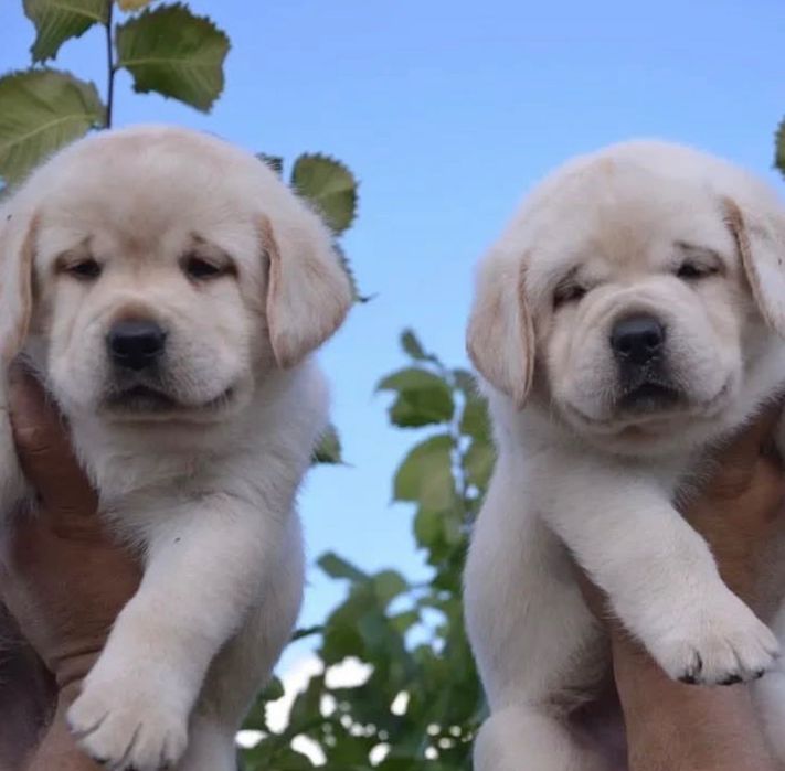 Щеночки Лабродетки