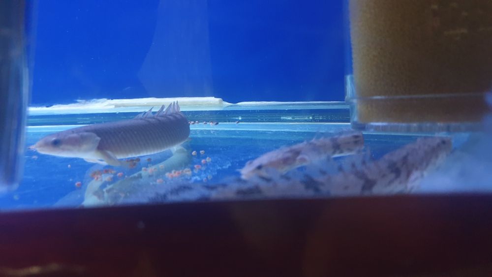 Akvarium balulari sotiladi soni 4 ta