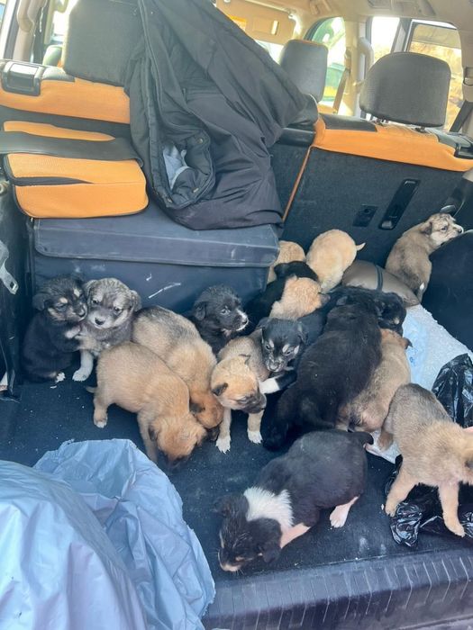 20 щенков ищут дом