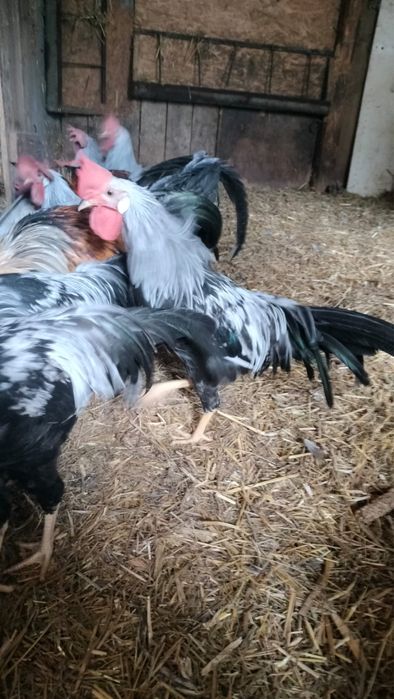 Cocos Leghorn si puicute