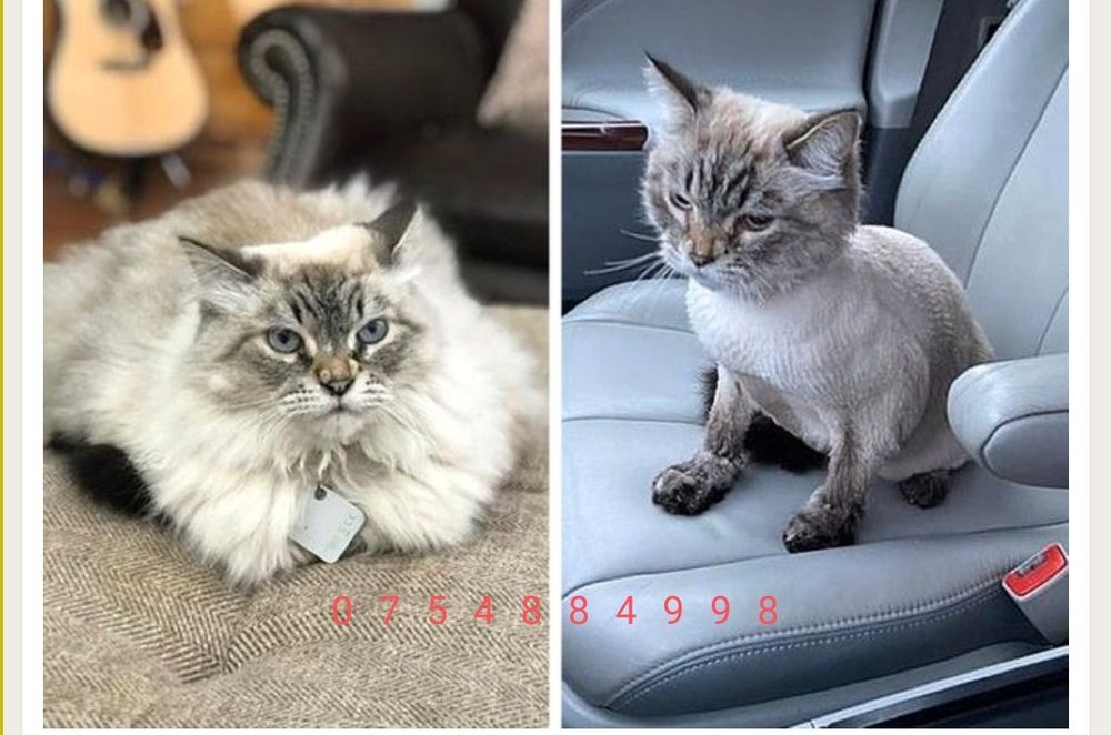 Tund căței de talie mica și pisici